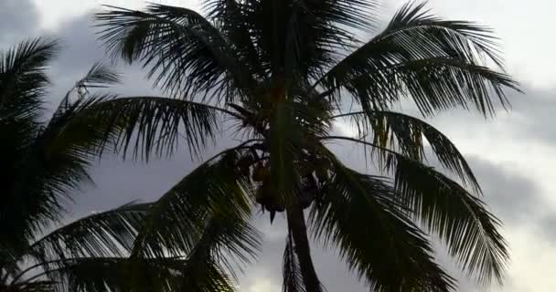 Close Top Palm Tree Coconuts Leafs Blowing Wind Silhoutte Sky — Stok video