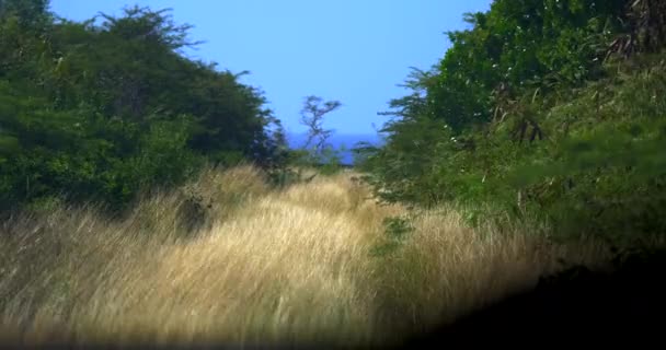 Деревенская Дорога Ведущая Океану Вдалеке Покрыта Высокой Сухой Травой Ветер — стоковое видео