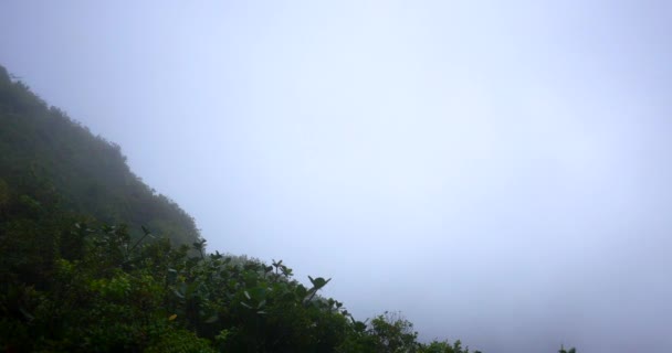 View Side Green Lush Tropical Rainforest Mountain Wind Blowing Clouds — Stockvideo