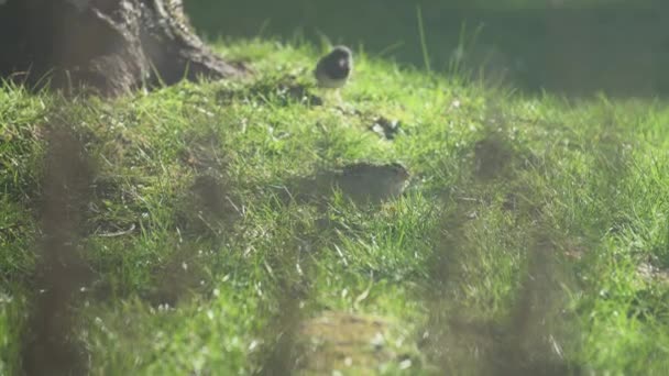 Female House Finch Dark Eyed Junco Sharing Feeding Nuts Spring — Vídeos de Stock