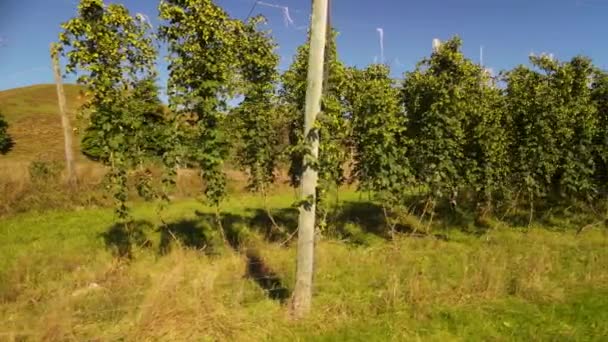 啤酒田里的葡萄树成熟了 随时可以采摘 空中平底锅 Tapawera 新西兰 — 图库视频影像