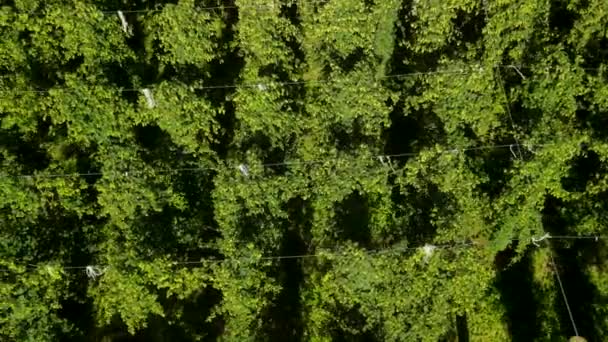 Beautiful Aerial Scene Beer Production Top View Hop Vines Buds — Wideo stockowe