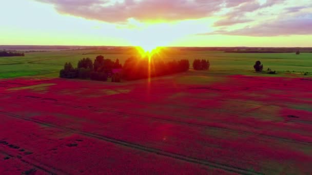 Aerial Pullback Massive Red Field Poppies Sundown — Stock Video