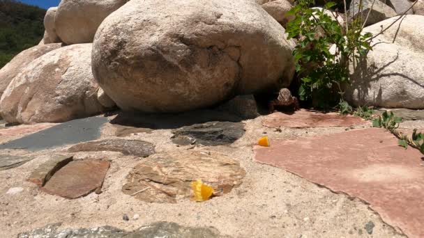 Rote Tegu Eidechse Taucht Unter Felsen Auf Und Frisst Früchte — Stockvideo