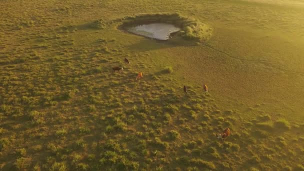 Gün Batımında Tarlada Yürüyen Inekler Dönen Hava Manzarası — Stok video