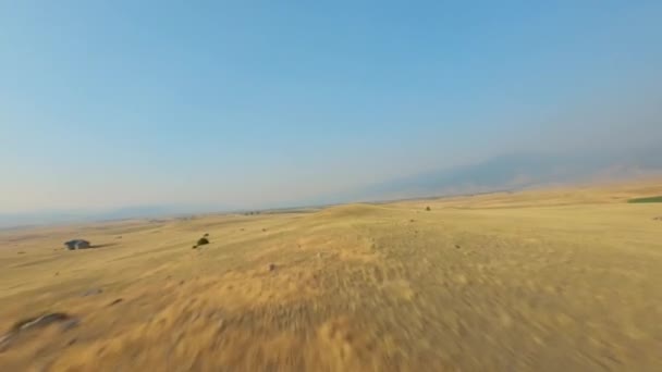 Dron Fpv Przelatujący Przez Szerokie Suche Pole Letni Dzień Błękitnego — Wideo stockowe