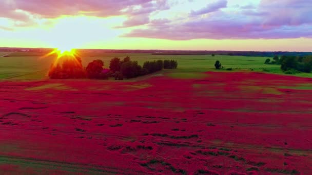 鮮やかなケシ畑の上の日没で地平線の上に日の出 ドローン — ストック動画