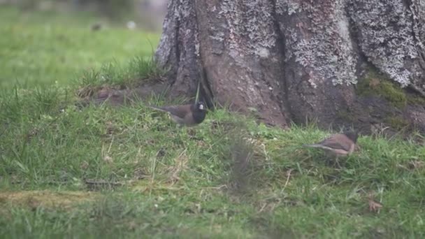 Two Dark Eyed Junco Searching Food — Vídeo de Stock