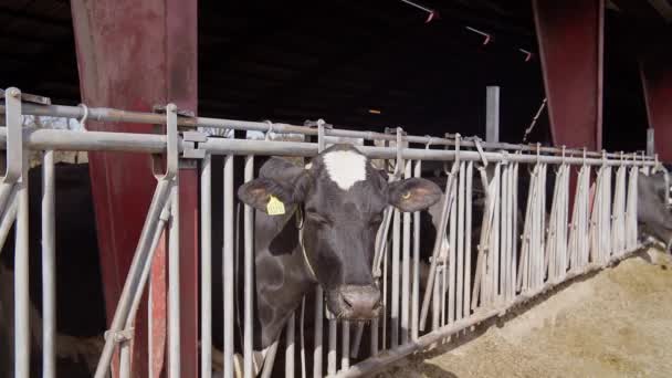 Krávy Krmící Moderní Farmě Zavřete Kravské Krmení Mléčné Farmě Kráva — Stock video