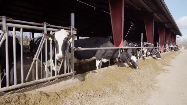 Modern Farm Cowshed Dairy Cows Eating Hay Dairy Farm Breeding — Stockvideo