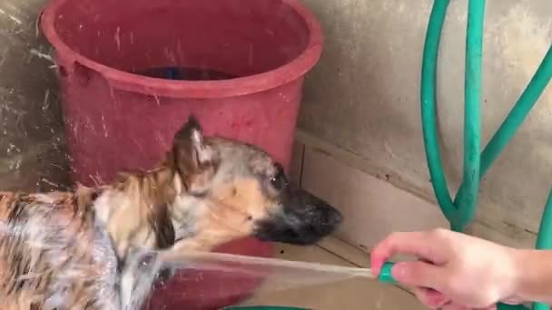Belgian Shepherd Having Good Shower Its Owner Spraying Water All – stockvideo