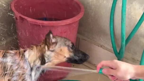 Belgian Shepherd Having Good Shower Its Owner Spraying Water All — Wideo stockowe