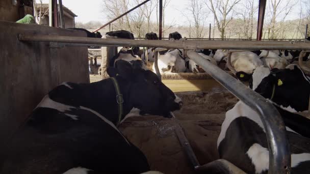 Modern Farm Barn Milking Cows Eating Haycows Cowshed Calf Feeding — ストック動画