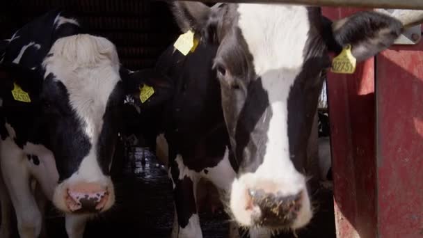 Étable Ferme Moderne Avec Vaches Laitières Mangeant Foin Ferme Laitière — Video