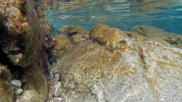 Undervattensscen Med Mossiga Klippor Och Fiskar Klart Vatten Kefalonia Grekland — Stockvideo