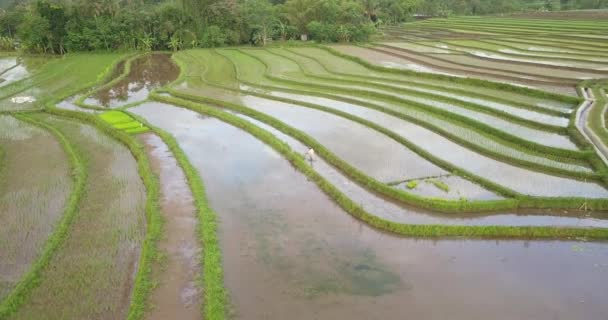 Aerial Orbit Shot Farmer Harvesting Rice Wet Rice Paddy Indonesia — Stok video