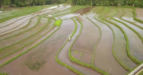 Agricultor Que Trabaja Campos Arroz Tonoboyo Java Central Indonesia — Vídeos de Stock