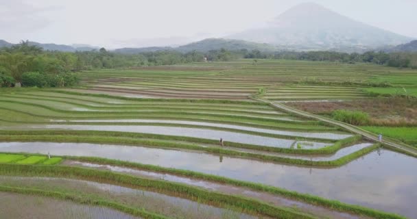 Aerial Shot Farmer Working Flooded Paddy Field Silhouette Volcano Backdrop — Wideo stockowe