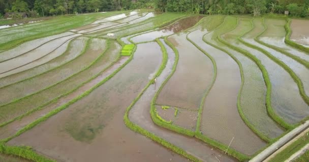 Agricultor Trabalhar Campo Arroz Java Central Indonésia Vista Aérea Campos — Vídeo de Stock