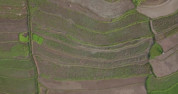 Flygfoto Flera Paddies Med Växande Ris Indonesien Dagtid — Stockvideo