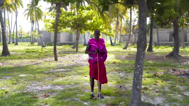 Massai Mann Pinkfarbener Kleidung Steht Palmenhain Dorf Dahinter — Stockvideo