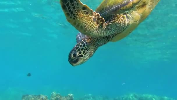 Hawksbill Turtle Nage Vers Bas Attrapant Air Surface — Video