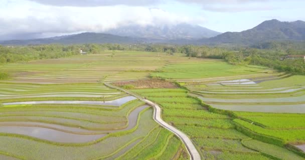 Tonoboyo Rice Fields Mountain Natural Landscape Background Magelang Central Java — ストック動画