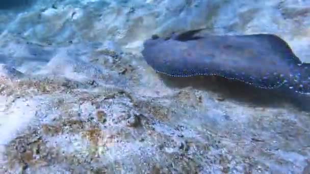 Sanddab Fish Sucker Fish Swimming Bottom Ocean — Vídeos de Stock