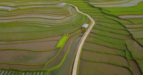 Tonoboyo Watery Rice Field Central Java Indonesia Terraced Rice Field — стоковое видео
