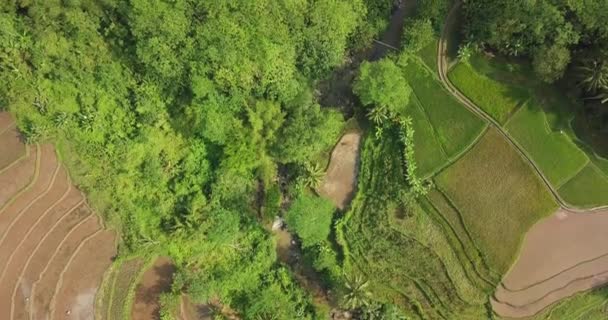 Overhead Drone Shot Showing Dried River Surrounded Rice Fields Palm — Wideo stockowe