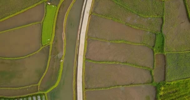 Aerial View Terraced Rice Fields Magelang Indonesia Overhead Drone Shoot — Stock Video