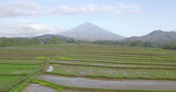 Aerial View Terraced Rice Fields Magelang Indonesia Drone Shoot Tropical — Video