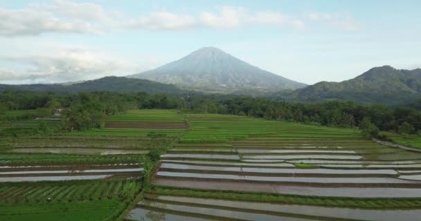 Letecký Pohled Terasová Rýžová Pole Indonéském Magelangu Bezpilotní Snímek Indonéské — Stock video