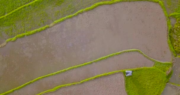 Vista Aérea Campos Arroz Terraços Magelang Indonésia Overhead Drone Shoot — Vídeo de Stock
