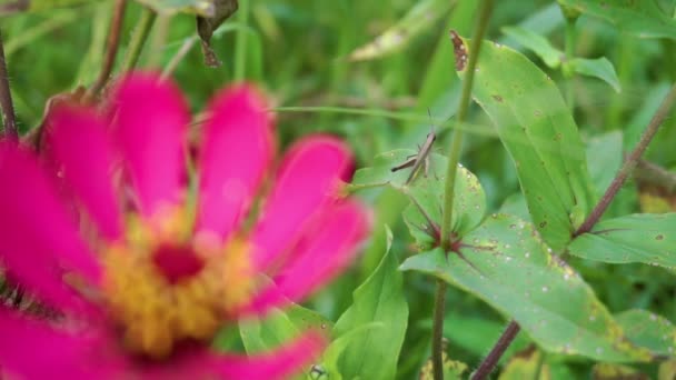 Wild Insect Resting Green Leaf Plant Nature Sunny Day Asia — Vídeos de Stock