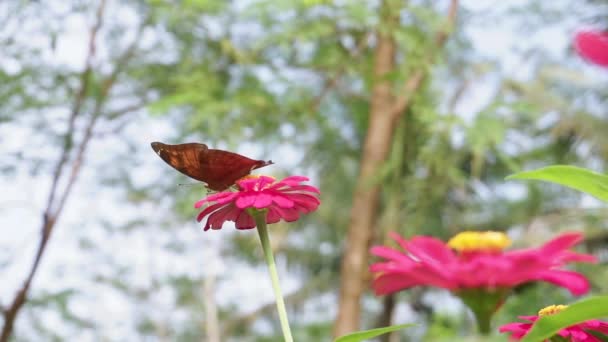 Bruine Vlinder Een Rode Bloem Een Achtergrond Van Struiken Macro — Stockvideo