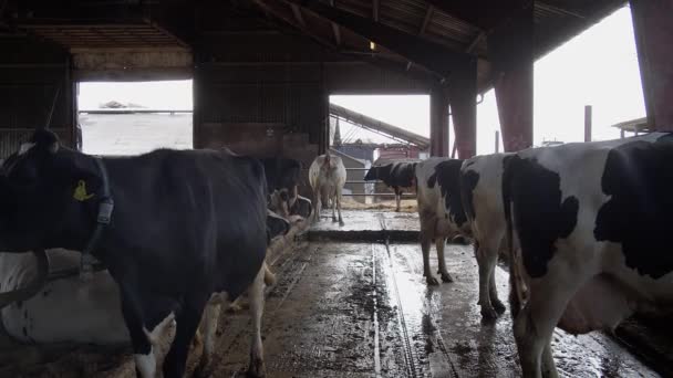 Stada Krów Stojących Farmie — Wideo stockowe