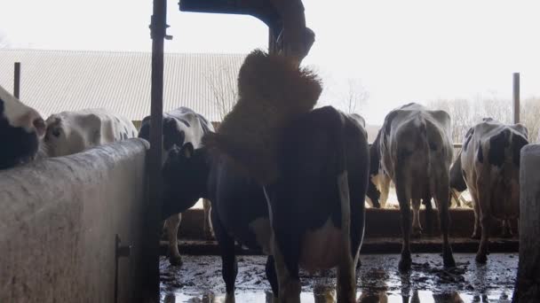 Cow Farm Stall Close Slow Motion Farm — Stock Video