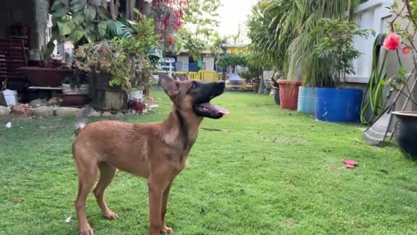 所有者によって与えられた命令に耳を傾け 回転し 座って 庭で撮影された犬の訓練 — ストック動画