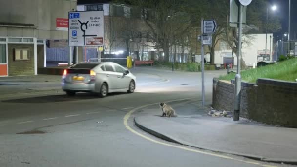 Cat Crossing Road — Stock Video