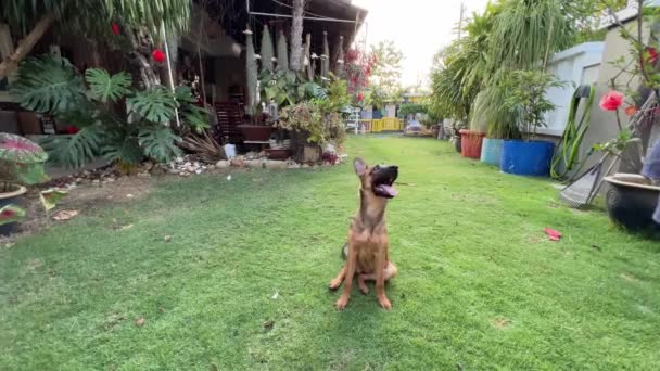 Focus Young Purebred Belgian Shepherd Listening Commands Given Its Owner — ストック動画
