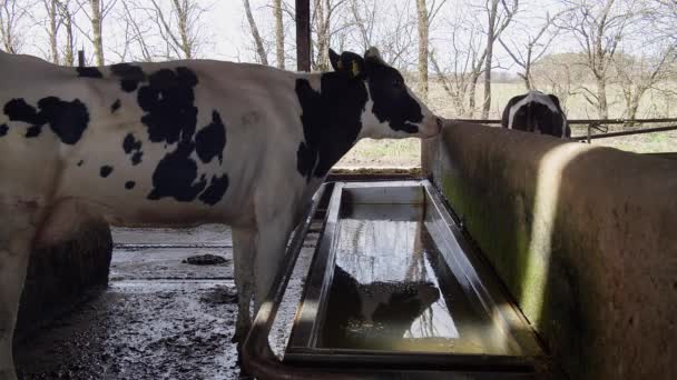 Cow Farm Stall Close Slow Motion Farm — Wideo stockowe