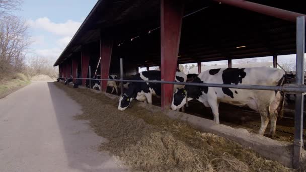 Moderní Farmářská Kravína Dojnými Krávami Které Jedí Seno — Stock video