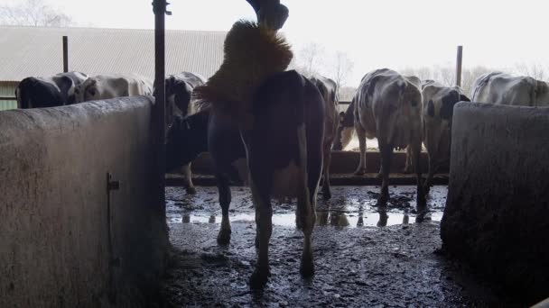 Żywy Inwentarz Farmie Krowa Farmie Boksie Zbliżenie Zwolnij Trochę Gospodarstwo — Wideo stockowe