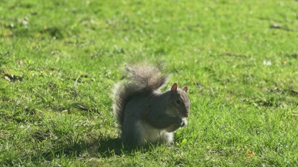 Gray Squirrel Alimentándose Nueces Primavera Día Soleado Centro Encuadre — Vídeos de Stock