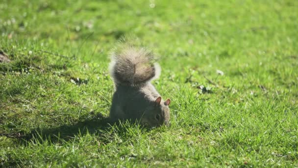 Gray Squirrel Buscando Alimentándose Nueces Primavera Día Soleado — Vídeos de Stock