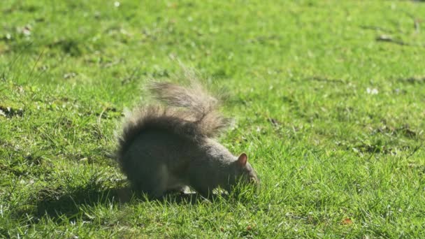 Gray Squirrel Feeding Nuts Food Spring Sunny Day — стоковое видео
