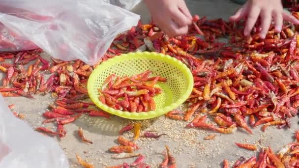 Close Shot Children Hand Selecting Chilies Giang Province Vietnam Red — Vídeos de Stock