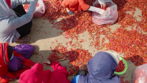 Ett Jordbruksområde Giangprovinsen Vietnam Sett Utifrån Ett Flygperspektiv Där Barnarbetare — Stockvideo