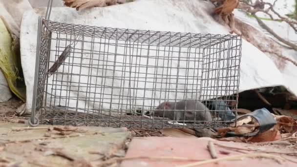 Szelektív Fókusz Patkány Egy Ketrecben Otthon Vagy Irodában Csapdába Esett — Stock videók